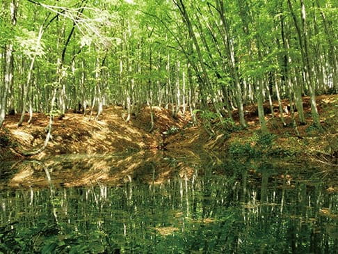 Photo : Forêt Bijin-bayashi