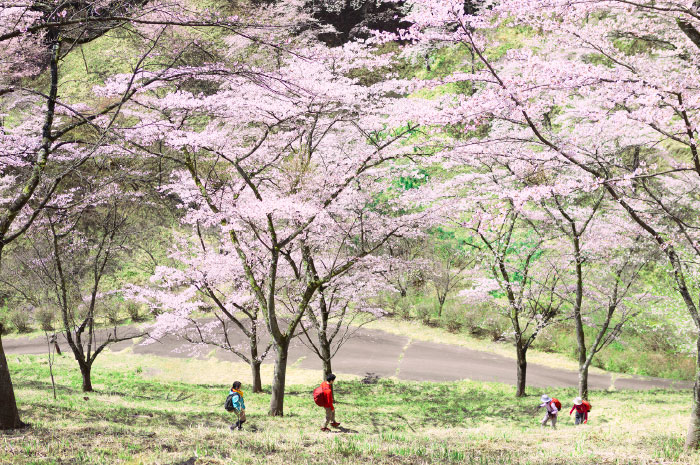 妙義山の南面山麓の桜