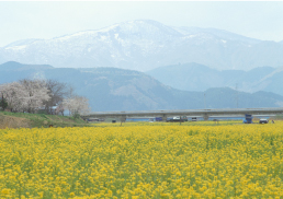 江合川河川敷・菜の花と桜の風景