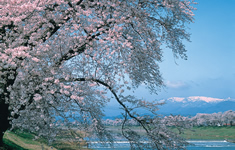一目千本桜