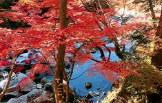 夏井川渓谷の紅葉