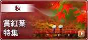秋 - 賞紅葉特集