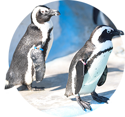 ペンギン