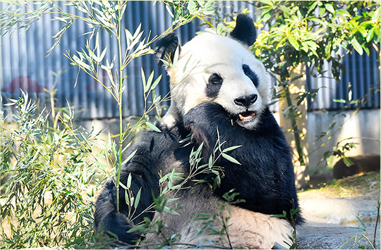 ジャイアントパンダ