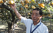 石井梨園石井さん