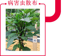 病害虫散布