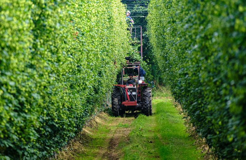 地域の未来を変える、ビールを旗印としたまちづくり。 写真7