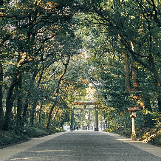 日本人がつくった 生命の森