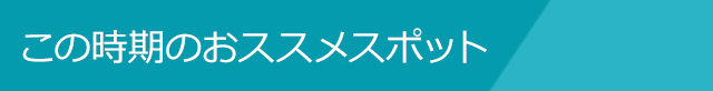 この時期のおススメスポット Recommended Spot