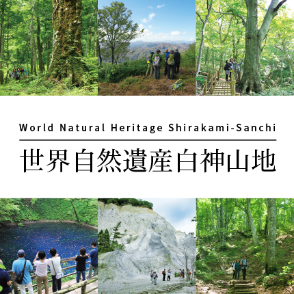 World Natural Heritage Shirakami-Sanchi 世界自然遺産白神山地