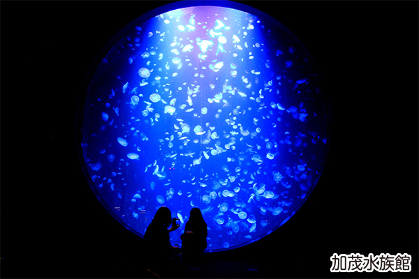 クラゲ展示種類数世界最大級の水族館のイメージ
