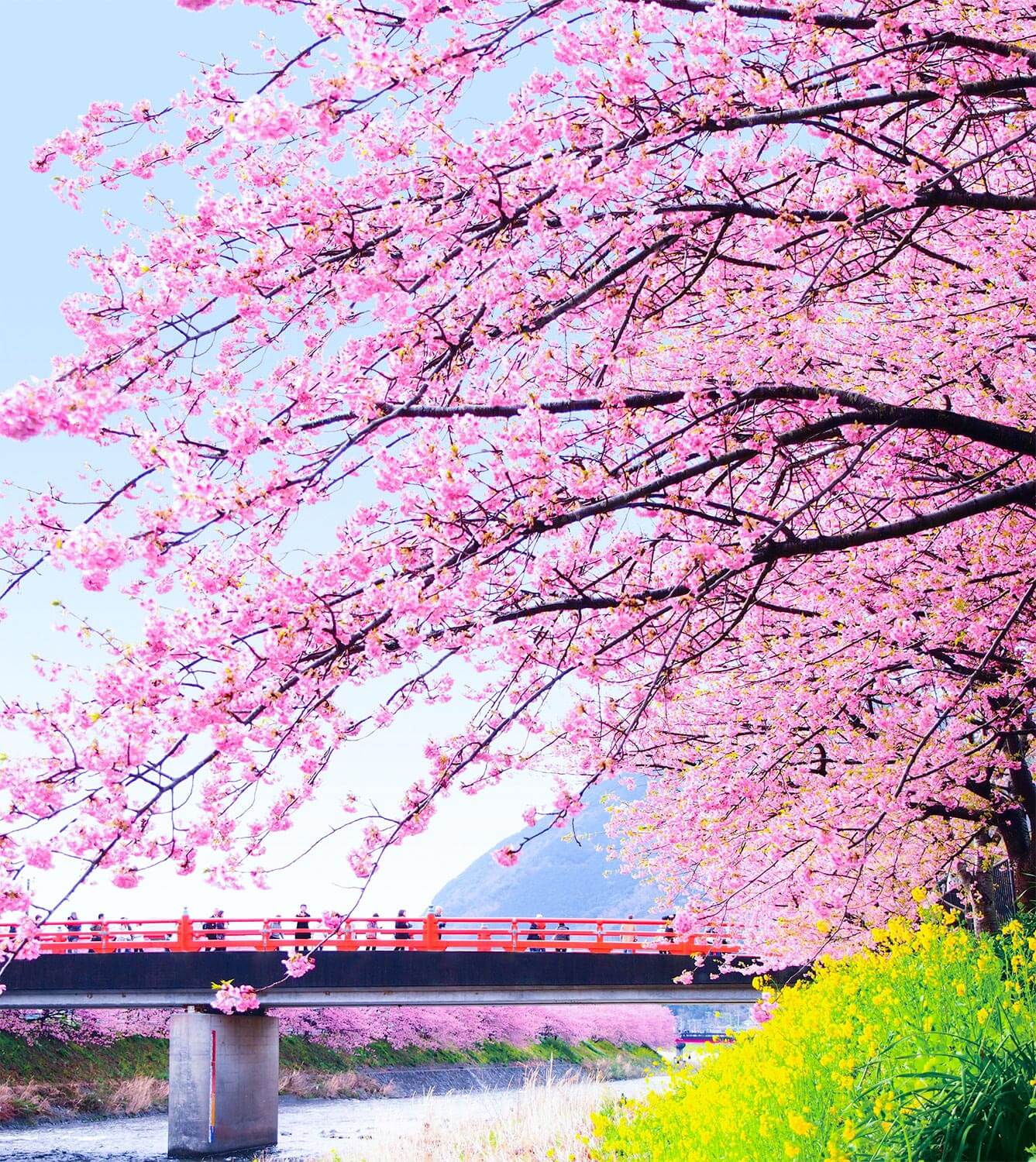 æ²³æ´¥æ¡œ æ¥ã¦ è¦‹ã¦ ãã£ã¨ããŸ ä¼Šè±† ç®±æ ¹ æ¹¯æ²³åŽŸ æ¹¯ã©ãèŠ±ã©ãã‚­ãƒ£ãƒ³ãƒšãƒ¼ãƒ³