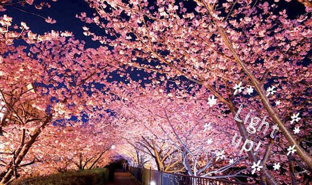 桜並木ライトアップ