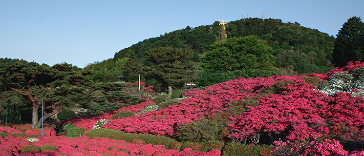 小室山公園つつじ園