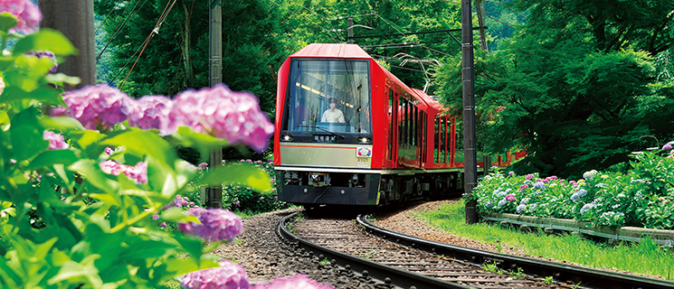 箱根登山鉄道道沿いのあじさい