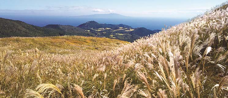 稲取細野高原のすすき