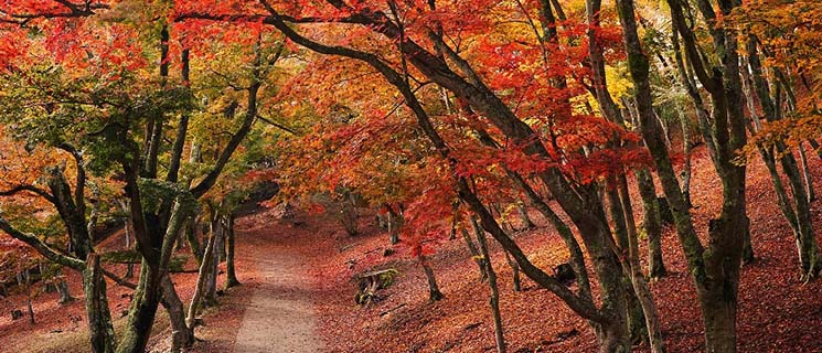 修善寺の紅葉