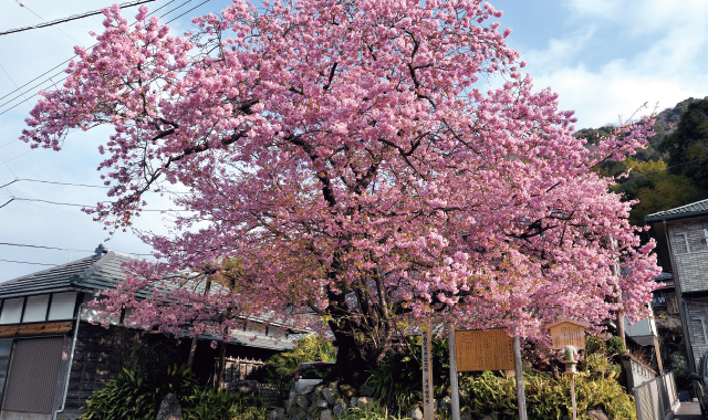 飯田家の河津桜原木
