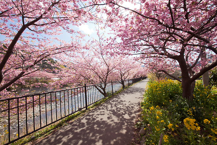 河津桜まつりの風景