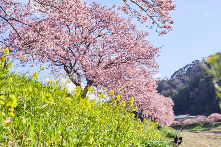 河津桜まつりの風景