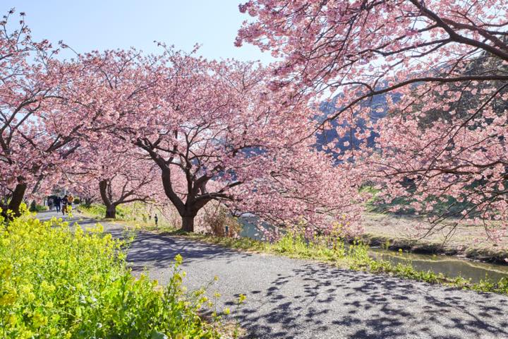 飯田家の河津桜原木