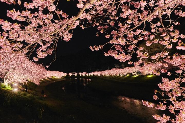 桜並木ライトアップ