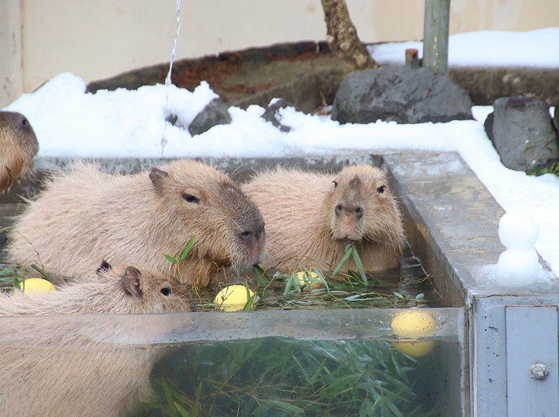 カピバラ