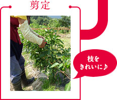 剪定 枝をきれいに♪